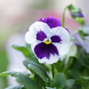 White Blotch Pansy Seeds - 25 Seeds - Cold & Draft Resistant, Open-Pollinating - Image 5