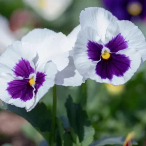 White Blotch Pansy Seeds - 25 Seeds - Cold & Draft Resistant, Open-Pollinating - Image 6