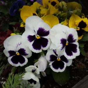 White Blotch Pansy Seeds - 25 Seeds - Cold & Draft Resistant, Open-Pollinating - Image 7