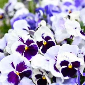 White Blotch Pansy Seeds - 25 Seeds - Cold & Draft Resistant, Open-Pollinating - Image 8