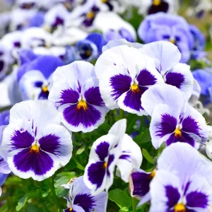 White Blotch Pansy Seeds - 25 Seeds - Cold & Draft Resistant, Open-Pollinating - Image 9