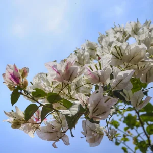 White Bougainvillea Seeds - Tropical Climbing Vine - 20 Seeds - Image 10