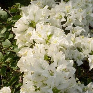 White Bougainvillea Seeds - Tropical Climbing Vine - 20 Seeds - Image 11