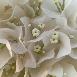 White Bougainvillea Seeds - Tropical Climbing Vine - 20 Seeds - Image 2