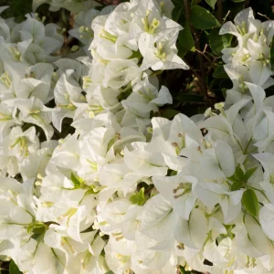 White Bougainvillea Seeds - Tropical Climbing Vine - 20 Seeds - Image 3