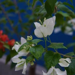 White Bougainvillea Seeds - Tropical Climbing Vine - 20 Seeds - Image 4