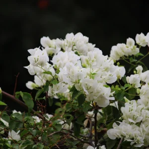 White Bougainvillea Seeds - Tropical Climbing Vine - 20 Seeds - Image 5