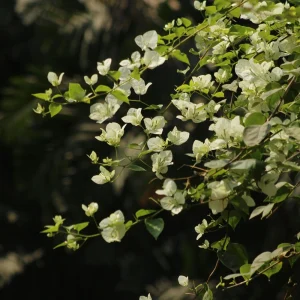 White Bougainvillea Seeds - Tropical Climbing Vine - 20 Seeds - Image 6