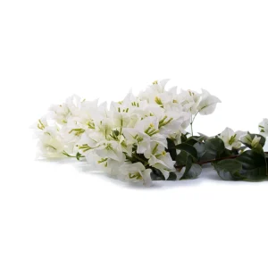White Bougainvillea Seeds - Tropical Climbing Vine - 20 Seeds - Image 7