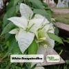 White Bougainvillea Seeds - Tropical Climbing Vine - 20 Seeds - Image 1