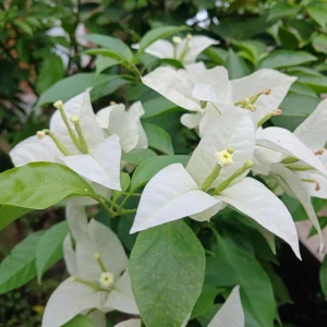 White Bougainvillea Seeds - Tropical Climbing Vine - 20 Seeds - Image 8