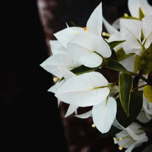 White Bougainvillea Seeds - Tropical Climbing Vine - 20 Seeds - Image 9