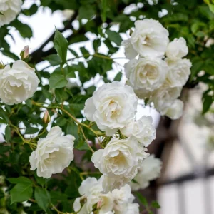 White Climbing Rose Seeds - Perennial Flower Seeds - 30 Seed Pack - Non-GMO - Image 10