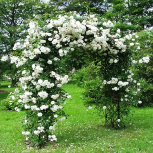 White Climbing Rose Seeds - Perennial Flower Seeds - 30 Seed Pack - Non-GMO - Image 11
