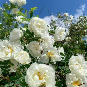 White Climbing Rose Seeds - Perennial Flower Seeds - 30 Seed Pack - Non-GMO - Image 12