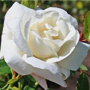White Climbing Rose Seeds - Perennial Flower Seeds - 30 Seed Pack - Non-GMO - Image 2
