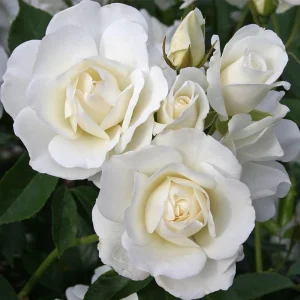 White Climbing Rose Seeds - Perennial Flower Seeds - 30 Seed Pack - Non-GMO - Image 3