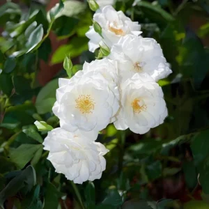 White Climbing Rose Seeds - Perennial Flower Seeds - 30 Seed Pack - Non-GMO - Image 4