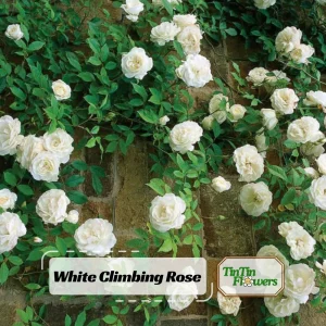 White Climbing Rose Seeds - Perennial Flower Seeds - 30 Seed Pack - Non-GMO - Image 1
