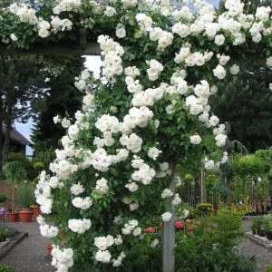 White Climbing Rose Seeds - Perennial Flower Seeds - 30 Seed Pack - Non-GMO - Image 7