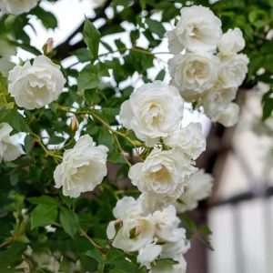 White Climbing Rose Seeds - Perennial Flower Seeds - 30 Seed Pack - Non-GMO - Image 8