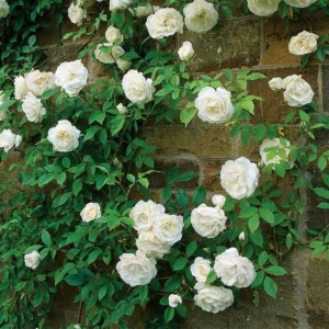 White Climbing Rose Seeds - Perennial Flower Seeds - 30 Seed Pack - Non-GMO - Image 9