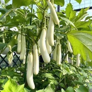 White Comet Eggplant Seeds - Heirloom White Aubergine - 30 Seeds - Image 10