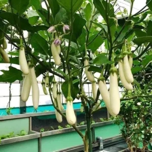 White Comet Eggplant Seeds - Heirloom White Aubergine - 30 Seeds - Image 11