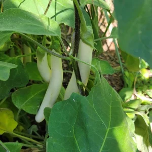White Comet Eggplant Seeds - Heirloom White Aubergine - 30 Seeds - Image 13