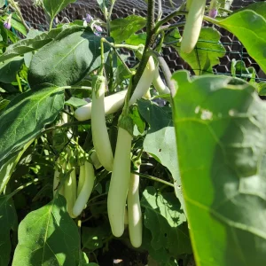 White Comet Eggplant Seeds - Heirloom White Aubergine - 30 Seeds - Image 14