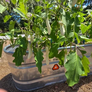 White Comet Eggplant Seeds - Heirloom White Aubergine - 30 Seeds - Image 15