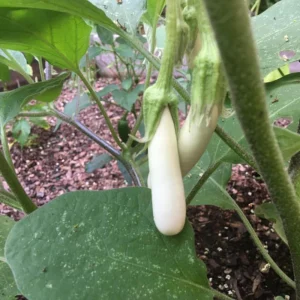 White Comet Eggplant Seeds - Heirloom White Aubergine - 30 Seeds - Image 16