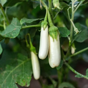 White Comet Eggplant Seeds - Heirloom White Aubergine - 30 Seeds - Image 4