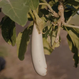 White Comet Eggplant Seeds - Heirloom White Aubergine - 30 Seeds - Image 5