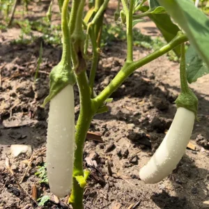 White Comet Eggplant Seeds - Heirloom White Aubergine - 30 Seeds - Image 6