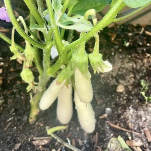 White Comet Eggplant Seeds - Heirloom White Aubergine - 30 Seeds - Image 8