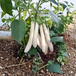 White Comet Eggplant Seeds - Heirloom White Aubergine - 30 Seeds - Image 9
