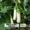 White Comet Eggplant Seeds - Heirloom White Aubergine - 30 Seeds - Image 1