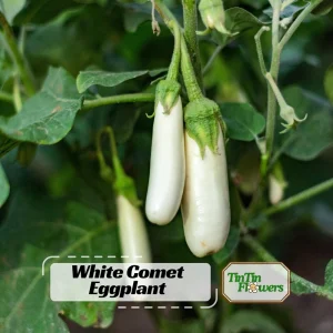 White Comet Eggplant Seeds - Heirloom White Aubergine - 30 Seeds - Image 1