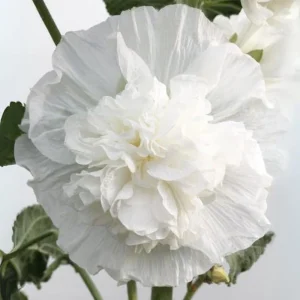 White Double Bride Hollyhock Seeds - 20 Seeds - Tall, Pollinator-Friendly Perennial - Image 10