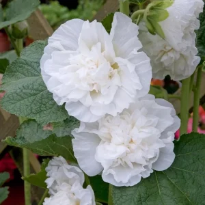 White Double Bride Hollyhock Seeds - 20 Seeds - Tall, Pollinator-Friendly Perennial - Image 11