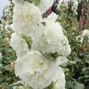 White Double Bride Hollyhock Seeds - 20 Seeds - Tall, Pollinator-Friendly Perennial - Image 12