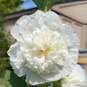 White Double Bride Hollyhock Seeds - 20 Seeds - Tall, Pollinator-Friendly Perennial - Image 13