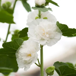 White Double Bride Hollyhock Seeds - 20 Seeds - Tall, Pollinator-Friendly Perennial - Image 2