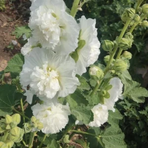 White Double Bride Hollyhock Seeds - 20 Seeds - Tall, Pollinator-Friendly Perennial - Image 3