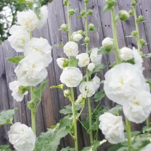 White Double Bride Hollyhock Seeds - 20 Seeds - Tall, Pollinator-Friendly Perennial - Image 4