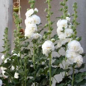 White Double Bride Hollyhock Seeds - 20 Seeds - Tall, Pollinator-Friendly Perennial - Image 5
