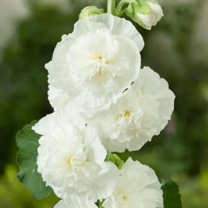 White Double Bride Hollyhock Seeds - 20 Seeds - Tall, Pollinator-Friendly Perennial - Image 7
