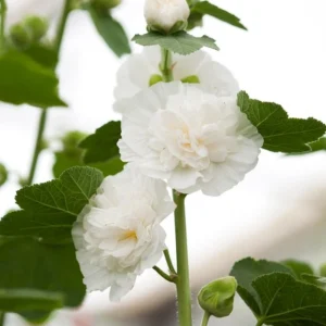 White Double Bride Hollyhock Seeds - 20 Seeds - Tall, Pollinator-Friendly Perennial - Image 8