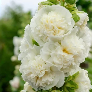 White Double Bride Hollyhock Seeds - 20 Seeds - Tall, Pollinator-Friendly Perennial - Image 9